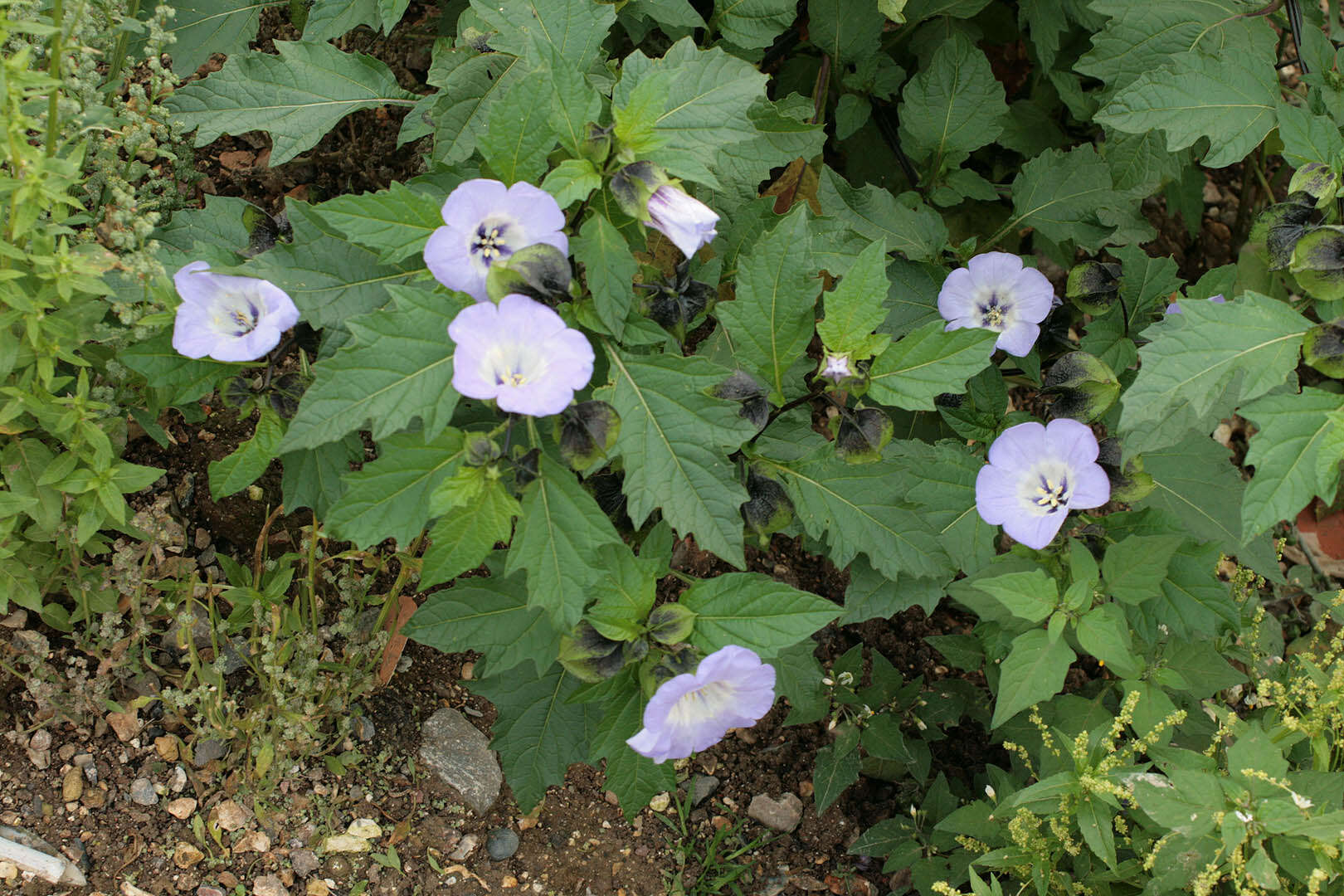 Image of nicandra