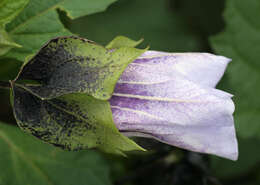 Image of nicandra