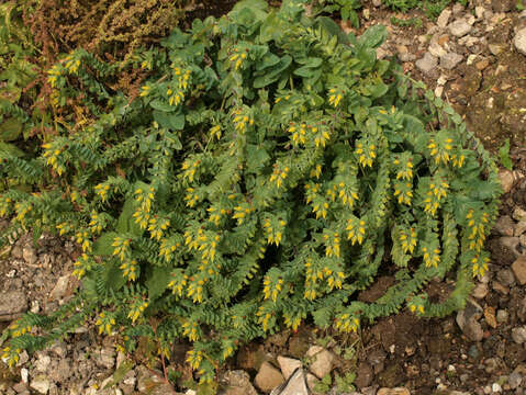 Image of Lesser Honeywort