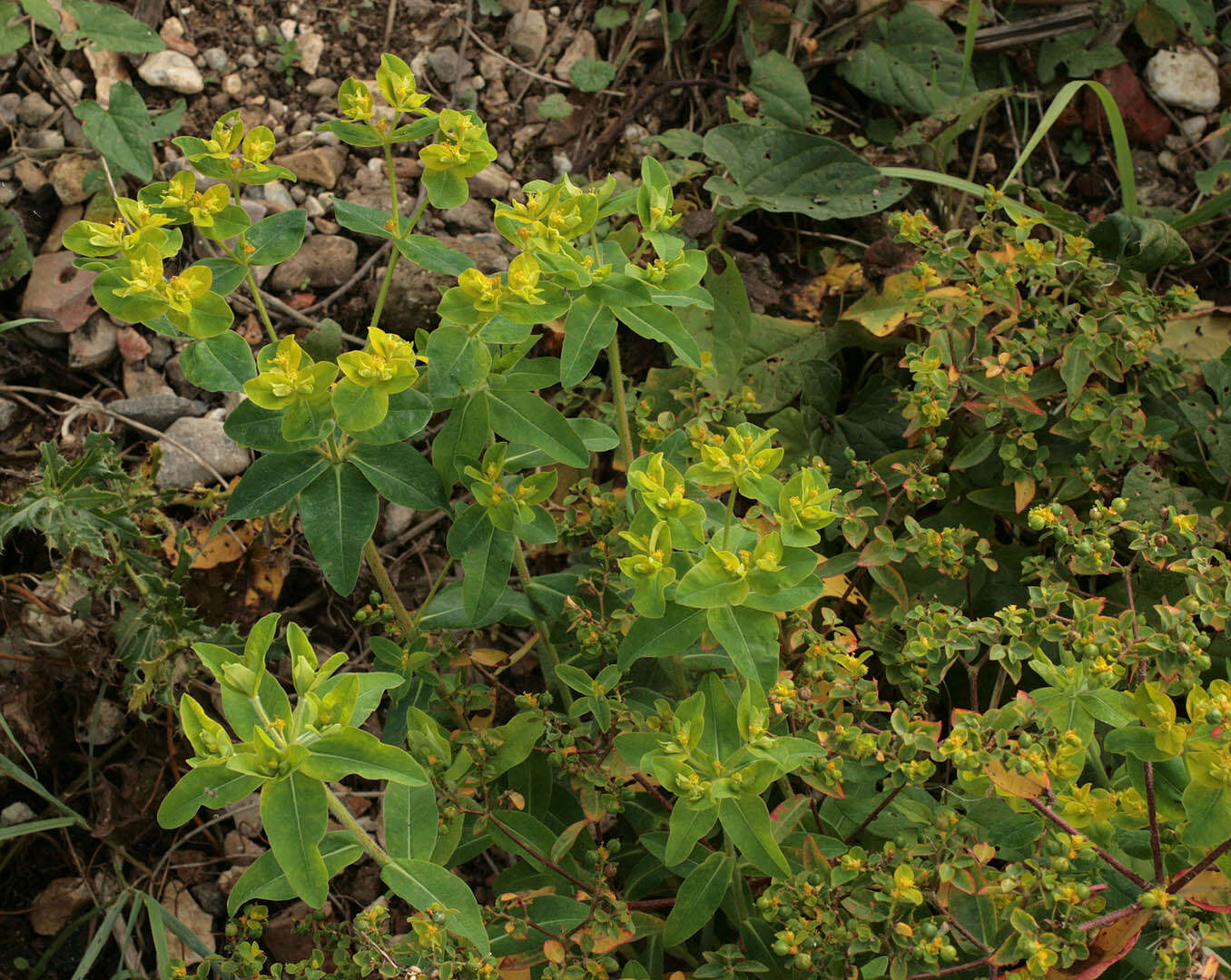 Euphorbia oblongata Griseb. resmi