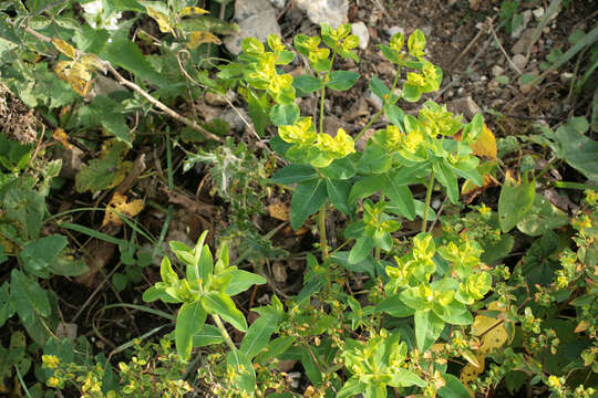 Euphorbia oblongata Griseb. resmi