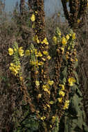 Image of denseflower mullein
