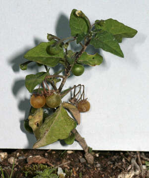 Image of hairy nightshade