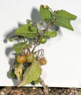 Image of hairy nightshade