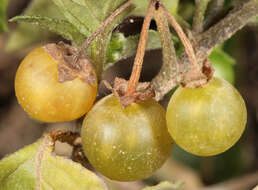 Image of hairy nightshade