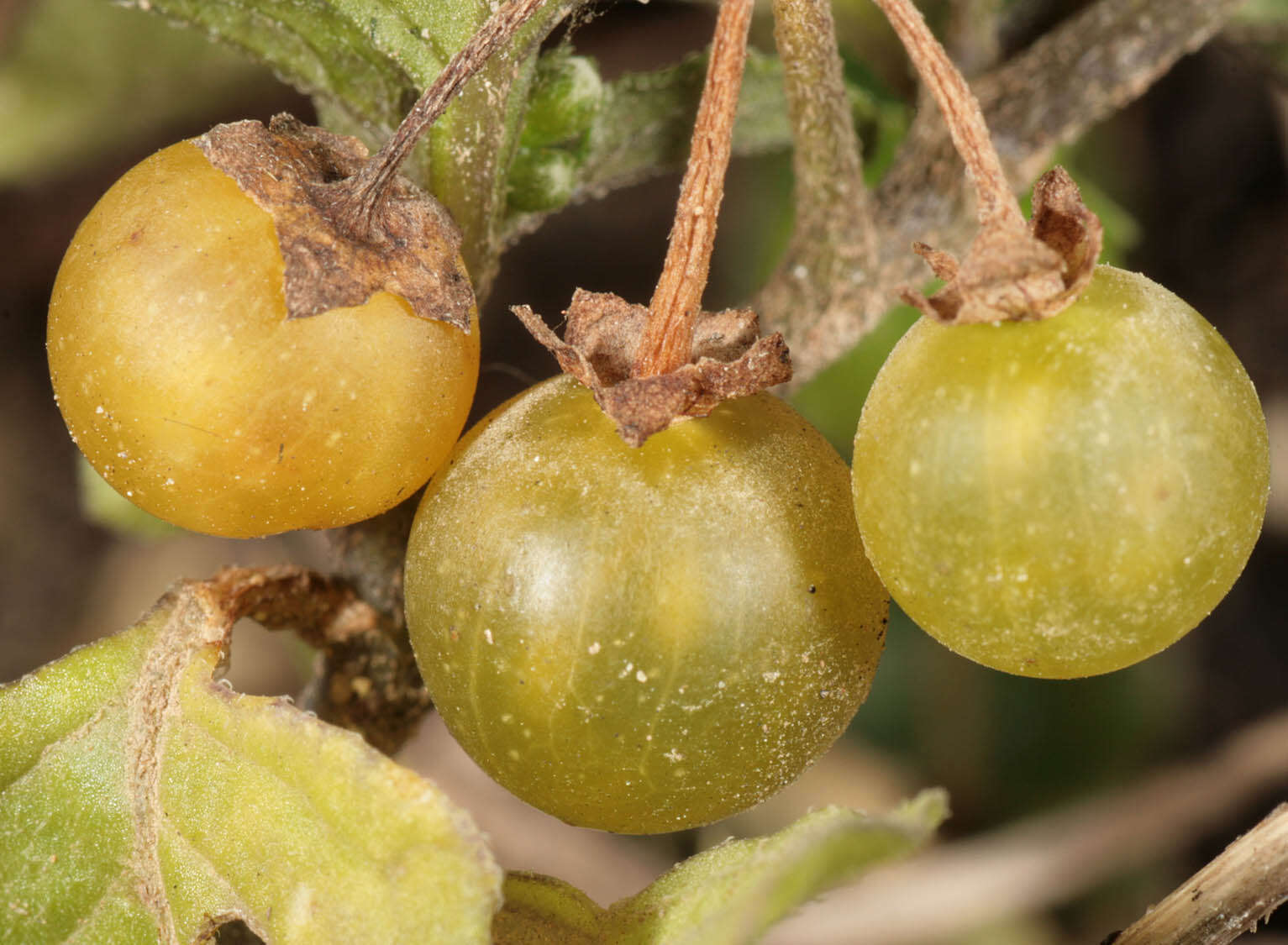 Image of hairy nightshade