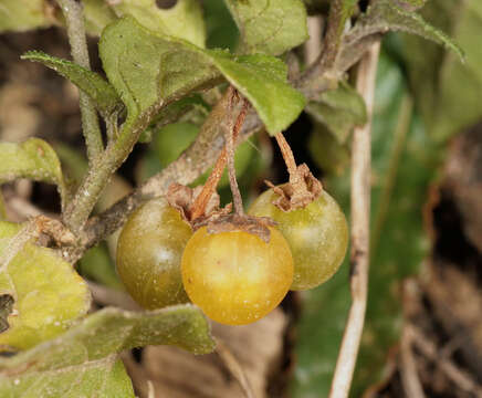 Image of hairy nightshade