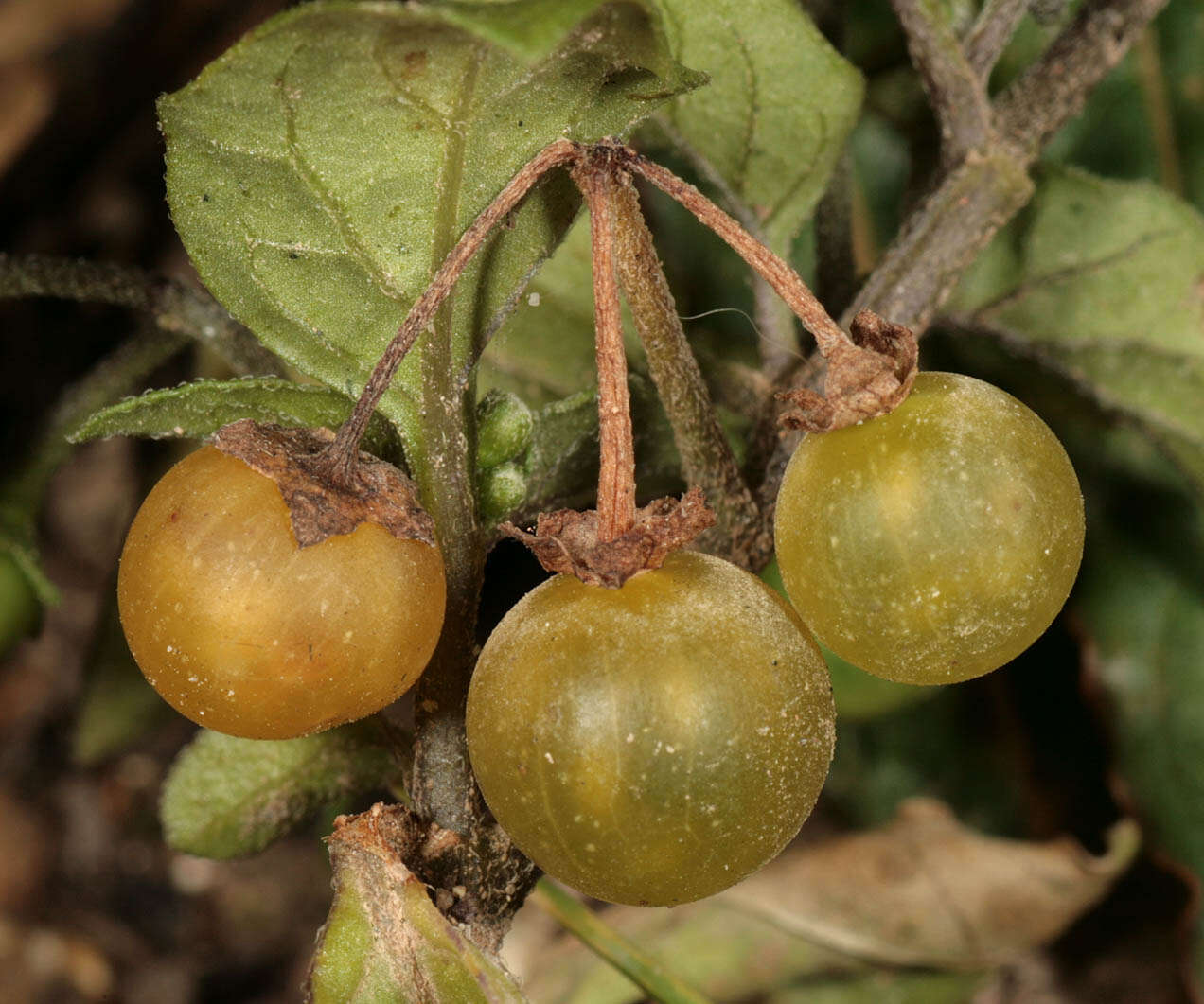 Image of hairy nightshade