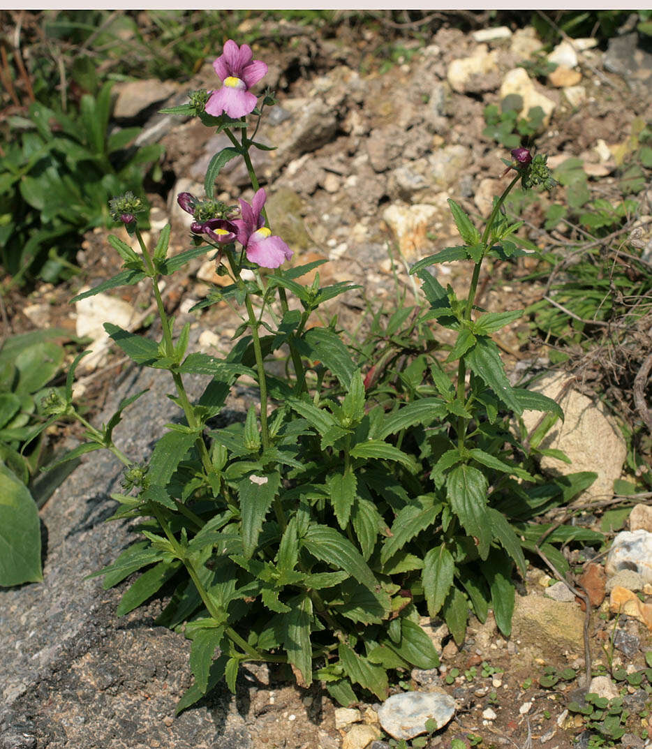 صورة Nemesia