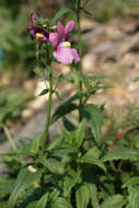 صورة Nemesia