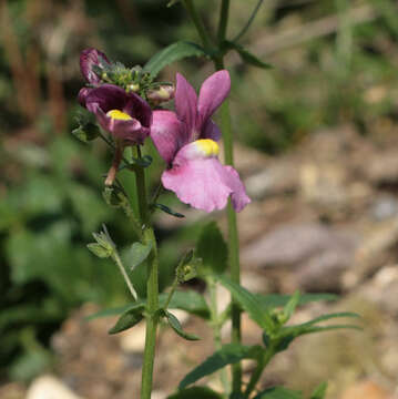 صورة Nemesia