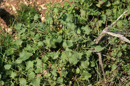 Rumex scutatus L. resmi