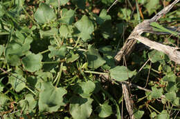 Rumex scutatus L. resmi