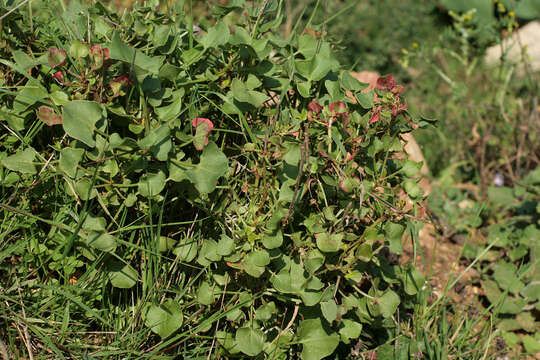 Rumex scutatus L. resmi