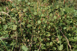 Rumex scutatus L. resmi