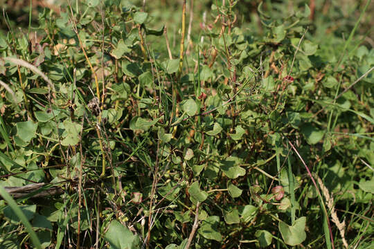 Image of French sorrel