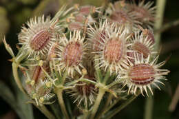 Imagem de Daucus carota subsp. carota