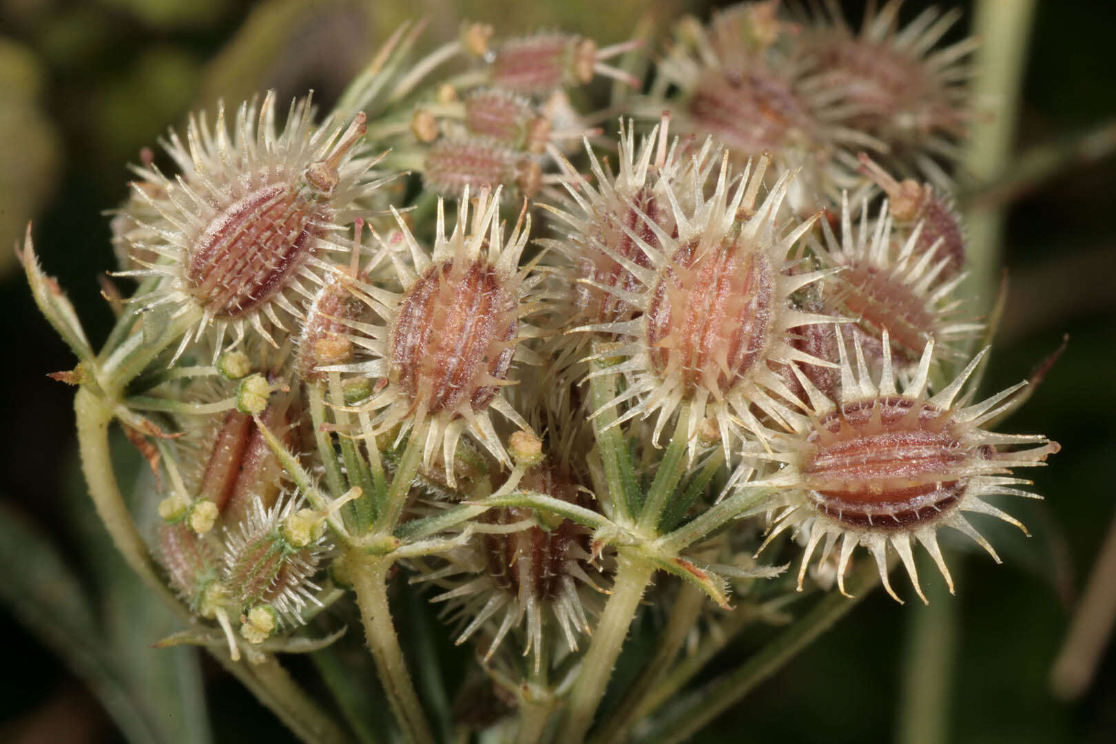 Image of Queen Anne's lace