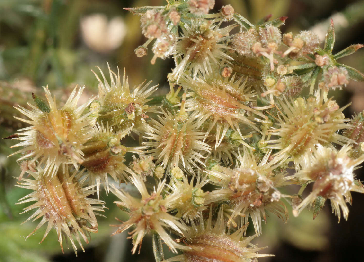 Daucus carota subsp. carota resmi