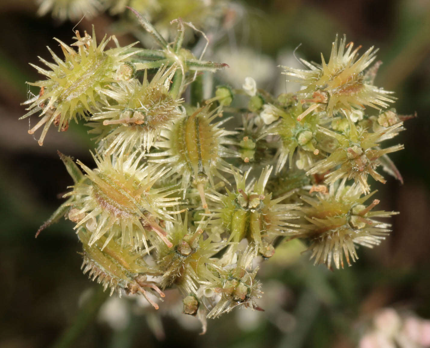 Daucus carota subsp. carota resmi