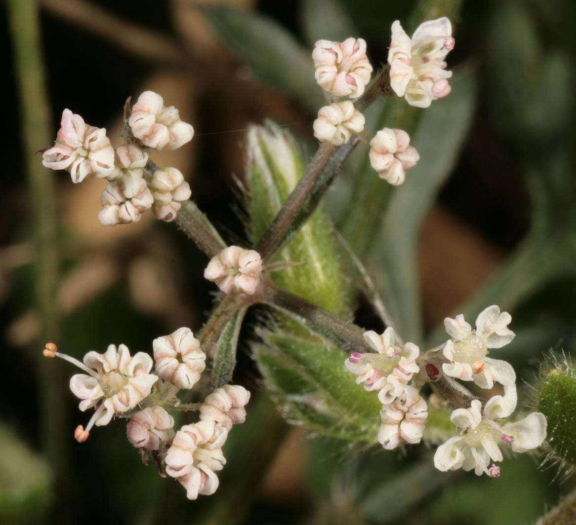 Image of Queen Anne's lace