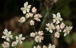 Image of Queen Anne's lace