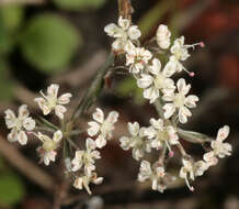 Image of Queen Anne's lace