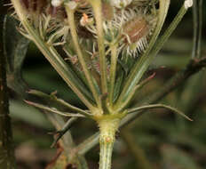 Image of Queen Anne's lace