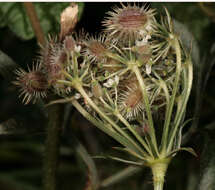 Image of Queen Anne's lace