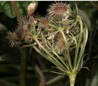 Daucus carota subsp. carota resmi