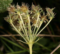 Image of Queen Anne's lace