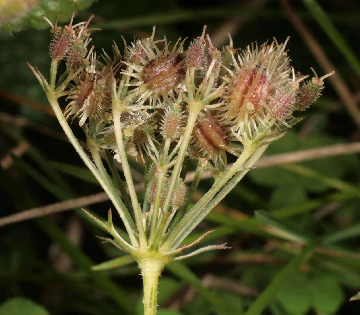 Image of Queen Anne's lace