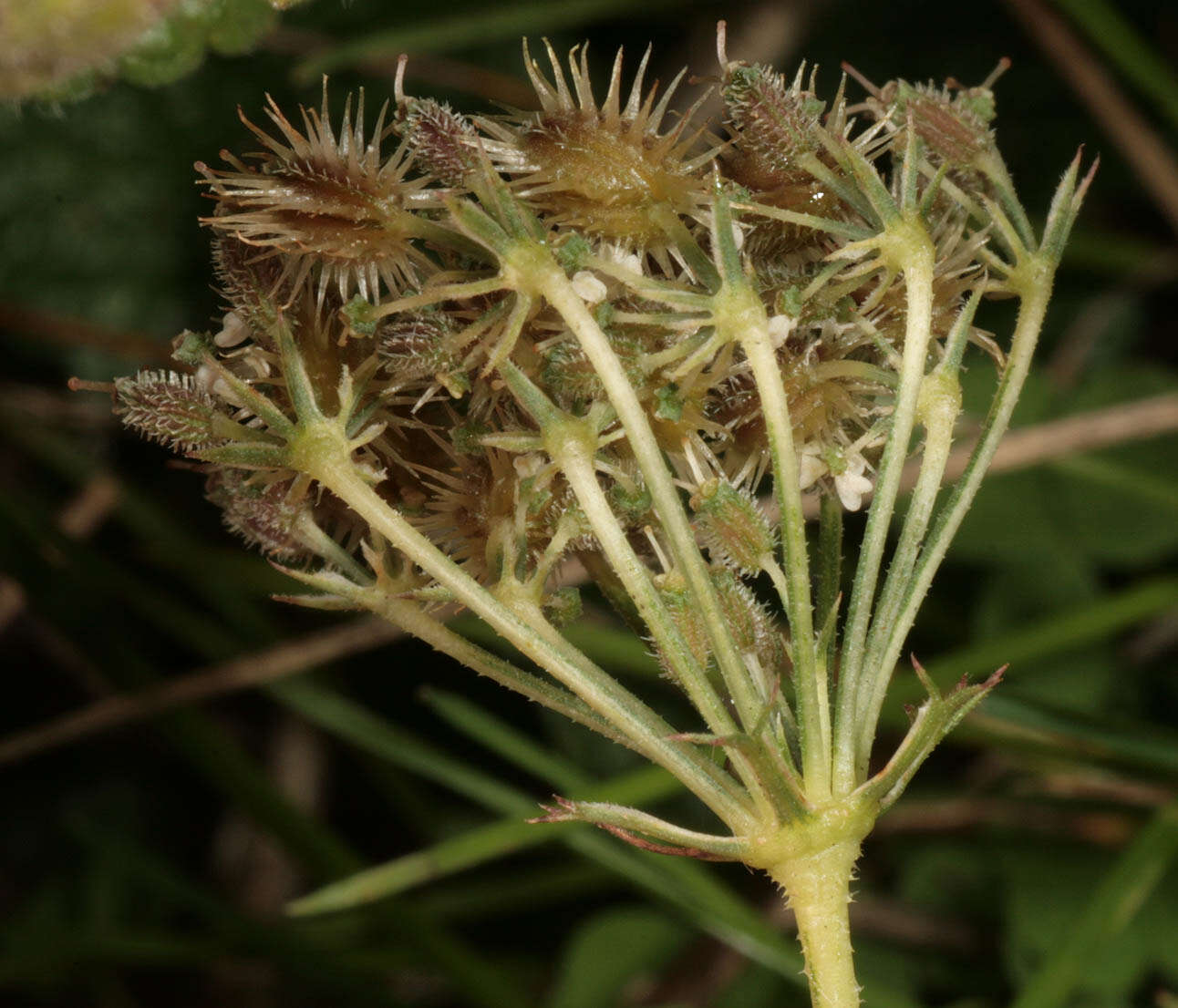 Image of Queen Anne's lace