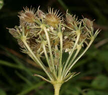 Image of Queen Anne's lace