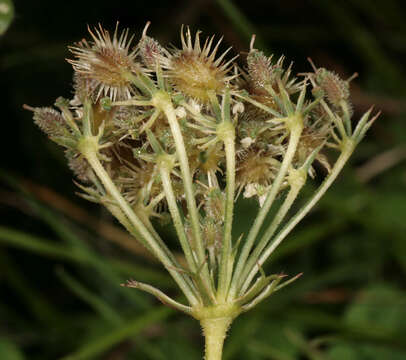 Daucus carota subsp. carota resmi