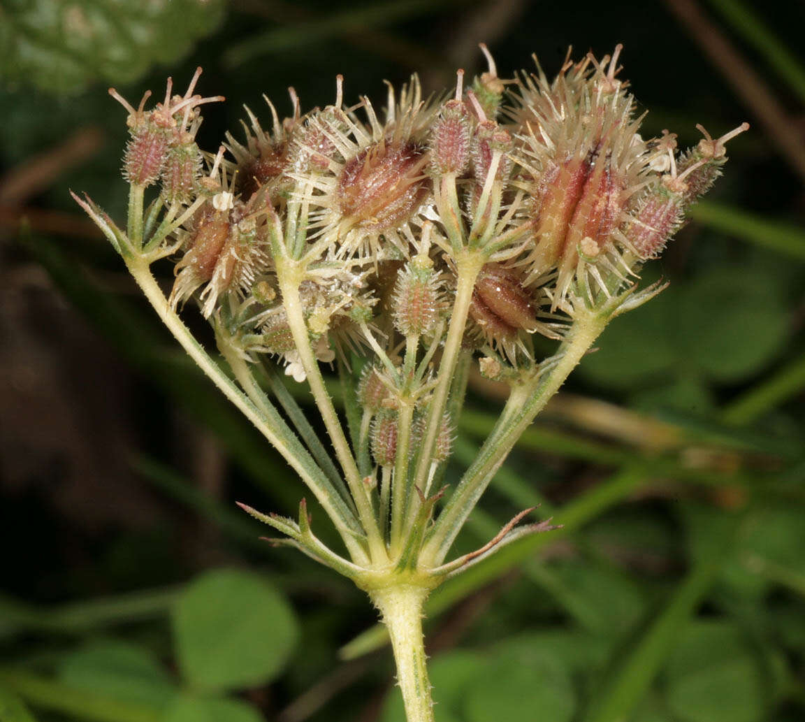 Image of Queen Anne's lace