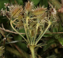 Image of Queen Anne's lace