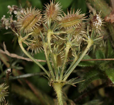 Daucus carota subsp. carota resmi