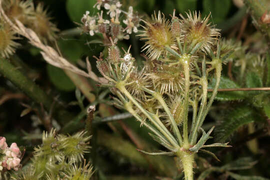 Imagem de Daucus carota subsp. carota