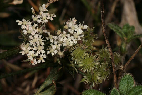 Imagem de Daucus carota subsp. carota