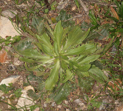 Image of Plantago uliginosa F. W. Schmidt