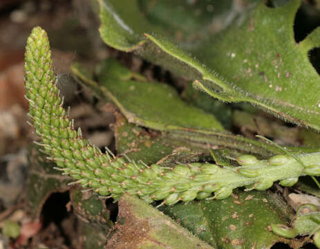 Image of Plantago uliginosa F. W. Schmidt