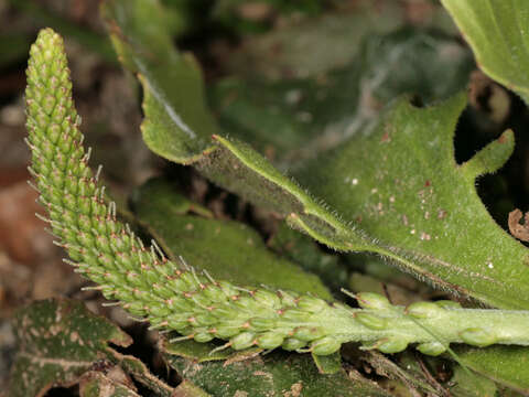 Image of Plantago uliginosa F. W. Schmidt