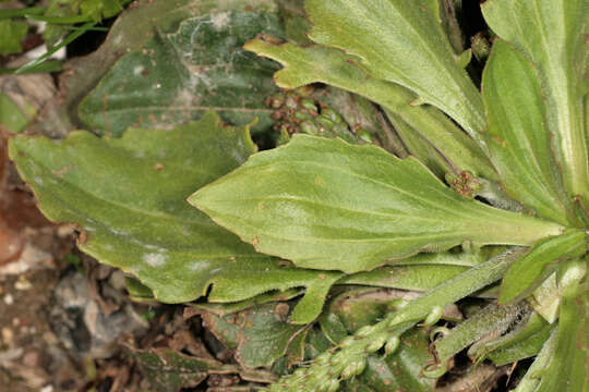 Image of Plantago uliginosa F. W. Schmidt