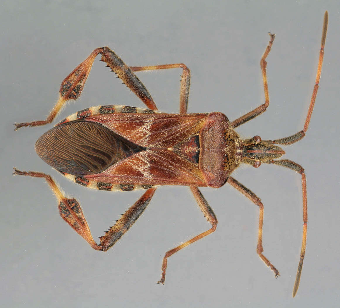 Imagem de Leptoglossus occidentalis Heidemann 1910