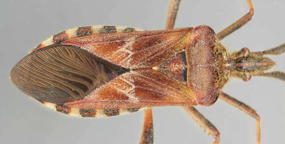 Image of Pine Seed Bug