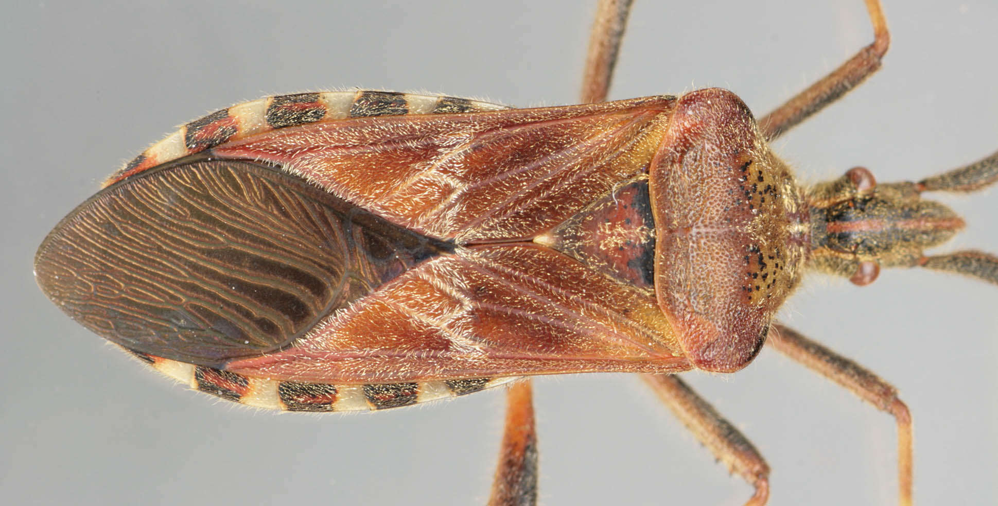 Imagem de Leptoglossus occidentalis Heidemann 1910