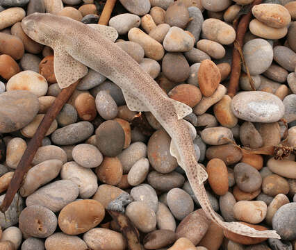 Image of Lesser Spotted Dogfish