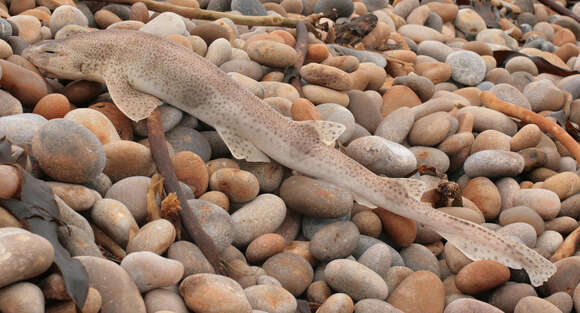 Image of Lesser Spotted Dogfish