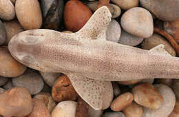 Image of Lesser Spotted Dogfish